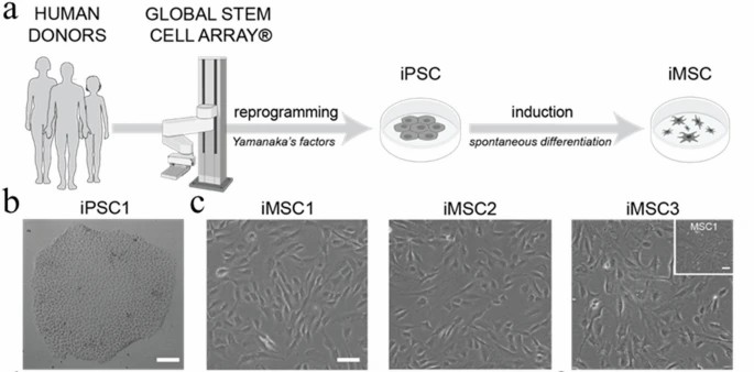 Derivation and characterization of immortalized human bone marrow mesenchymal stromal cells-hTERT (iMSC3).