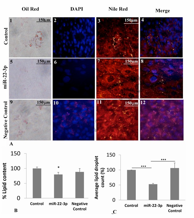 The influence of miR-22-3p transfection on iMSC3 cell differentiation into adipocytes, focusing on changes in lipid content and lipid droplet number.