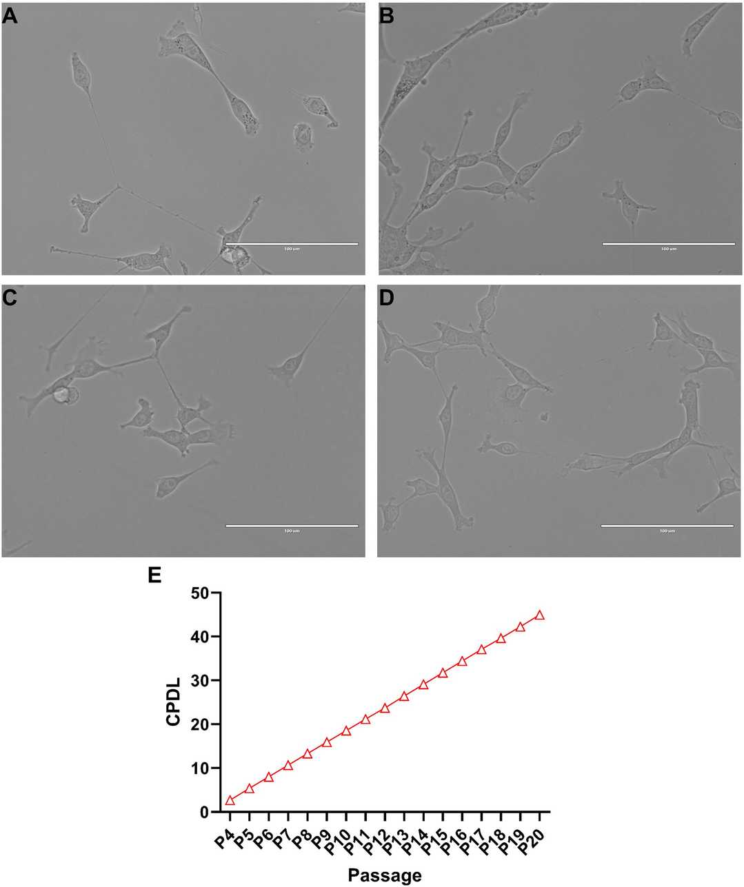 NCTC-2472 fibrosarcoma cells were cultured, and their cumulative population doubling level (CPDL) was determined.
