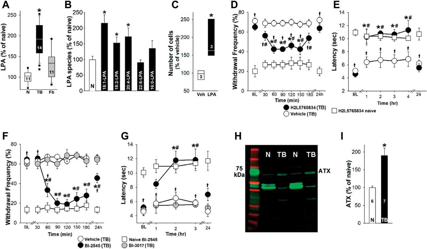 Lysophosphatidic acid signaling contributes to the hypersensitivity associated with bone cancer.