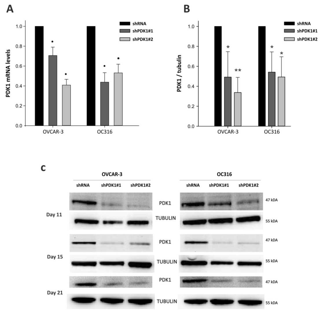 PDK1 expression was reduced at both mRNA and protein levels in OVCAR-3 and OC316 cell lines following transduction with lentiviral vectors carrying PDK1-targeting shRNA.