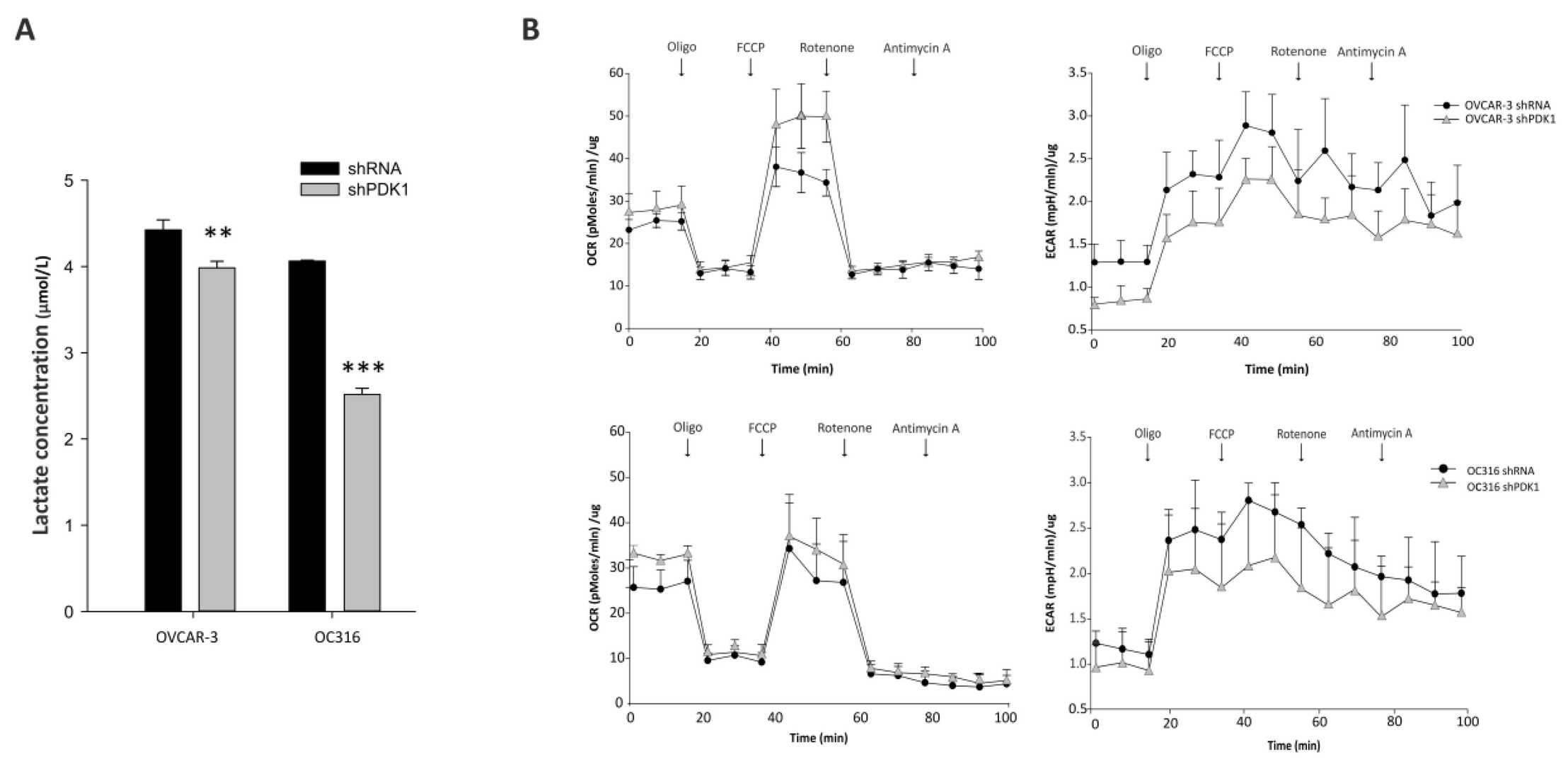 Impact of PDK1 silencing on glycolysis and overall cell metabolism.