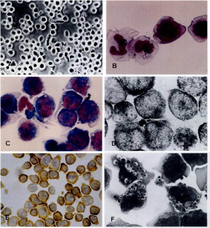 Raji cell viability was treated with various concentrations of meloxicam for 24 hours. (Asmarani YK, et al., 2022)