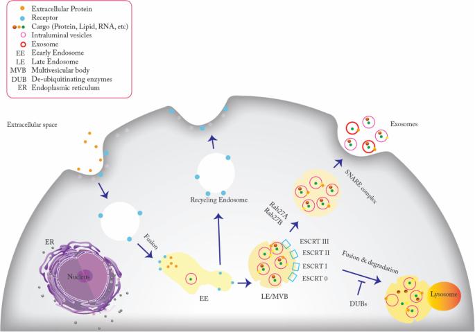 Exosome biogenesis and secretion within the endosomal system.