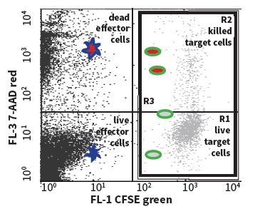 7-AAD/CFSE Cell-Mediated Cytotoxicity Assay