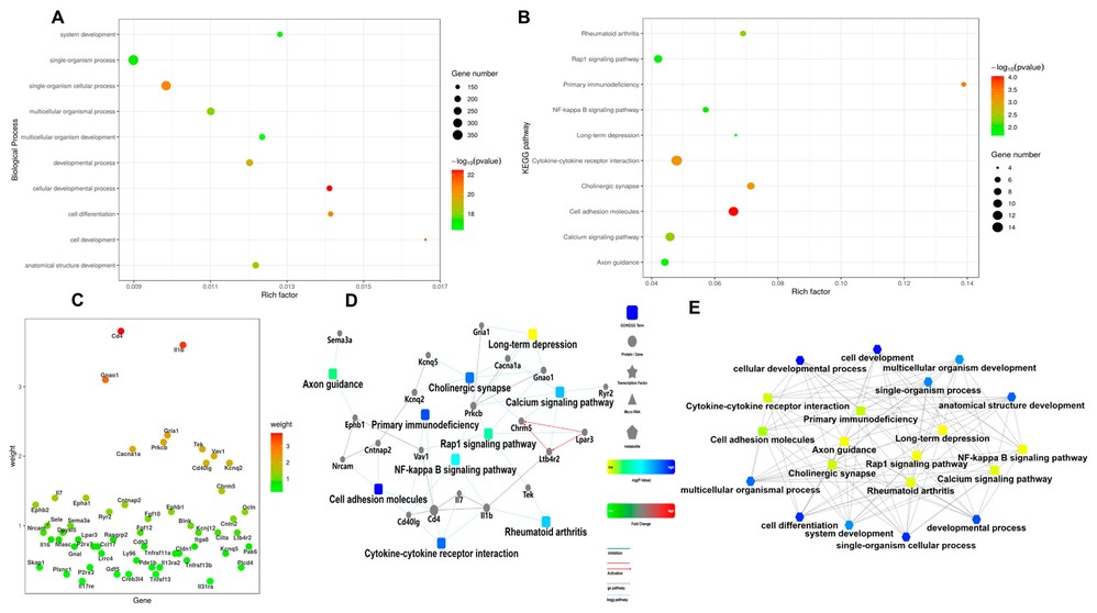 Results of functional annotation pathway enrichment analysis.