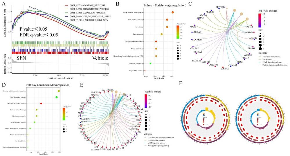 Analysis of differentially expressed genes (DEGs) using GSEA, KEGG, and GO enrichment methods. Displaying GSEA enrichment plots, enrichment bubble plots, Cnetplots, and GO enrichment circle plots.