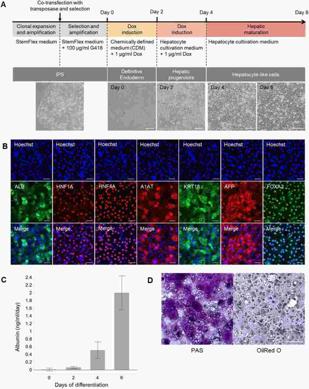 Generation and characterization of Cynomolgus nHLCs. 