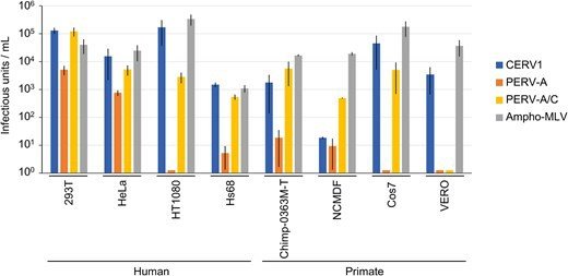 Comparison of the human and primate cell lines' infectivity of CERV1, PERV-A, and PERV-A/C.