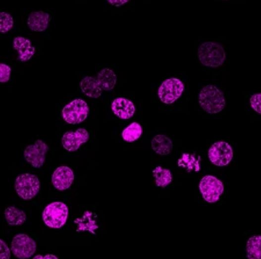 Fluorescent Nuclear Staining Dyes