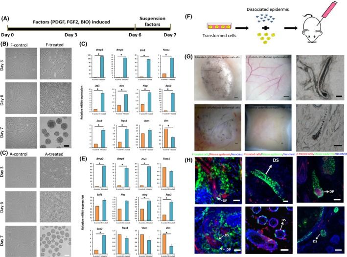 Transformation of human fibroblasts into hair-inducing DP-like cells through chemical induction.