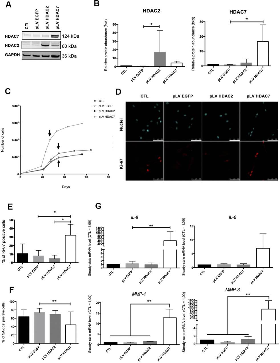 Re-expression of HDAC7 restores proliferation in pre-senescent cells, unlike HDAC2.