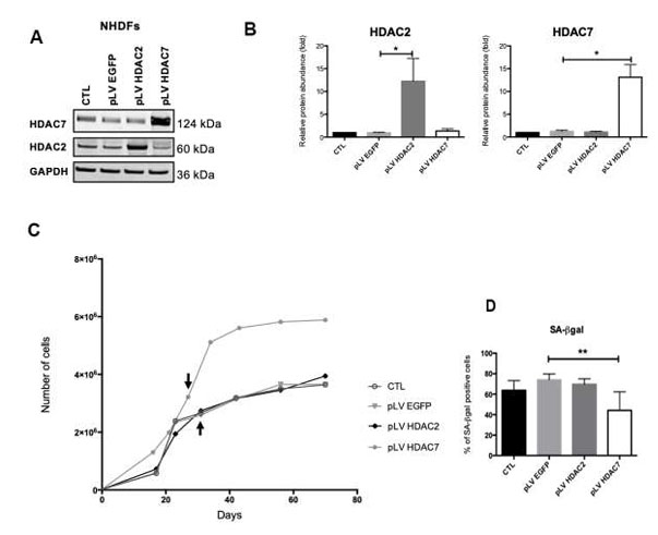 Re-expression of HDAC7, but not HDAC2, enables the resumption of proliferation and reduces the proportion of SA-βgal positive cells in pre-senescent cells.