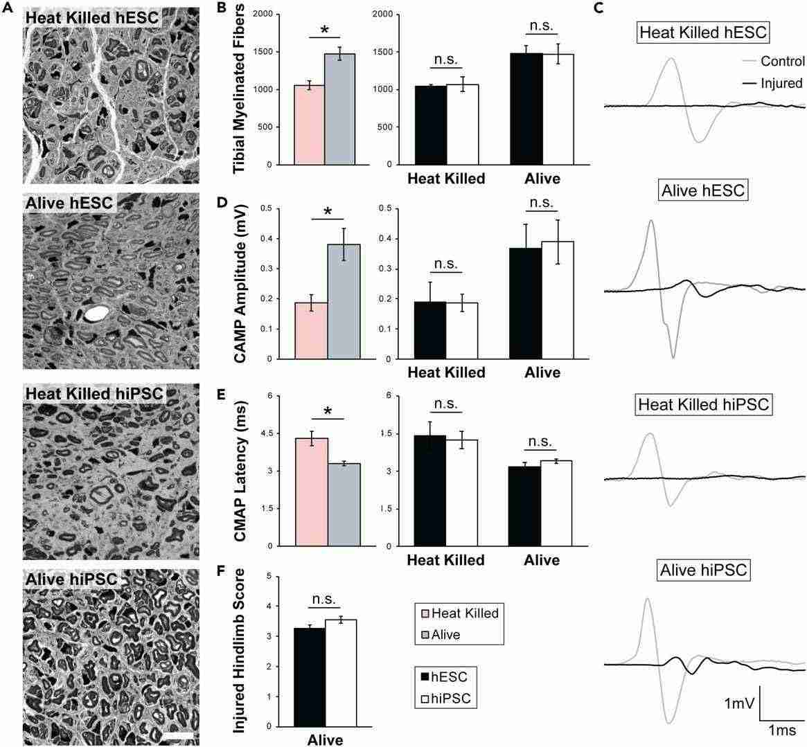 hESC- and hiPSC-derived Schwann cells both effectively facilitate the regeneration of peripheral nerves that have been chronically denervated.