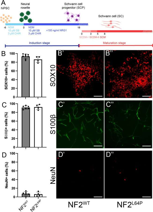 Schwann cells were differentiated from NF2WT and NF2L64P hiPSC lines.