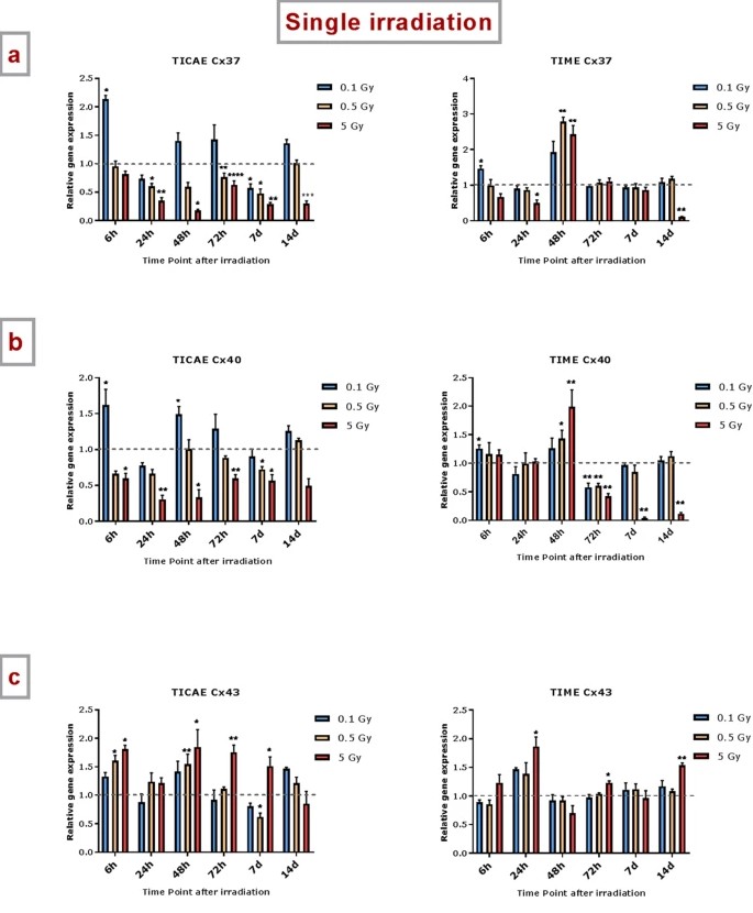 The study examined the effects of both single and fractionated radiation on the expression of genes Cx37, Cx40, and Cx43.