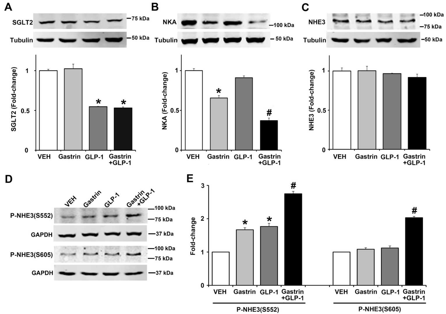 Impact of gastrin and GLP-1 on sodium transporters/pumps/exchangers in human renal proximal tubule cells (hRPTCs). The hRPTCs were exposed to gastrin (100 nM), GLP-1 (10 nM), or a combination of both for 3 hours.