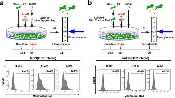 Jurkat cells transfer mitochondria to MSCs when exposed to ara-C or MTX. (Wang J, et al., 2018)