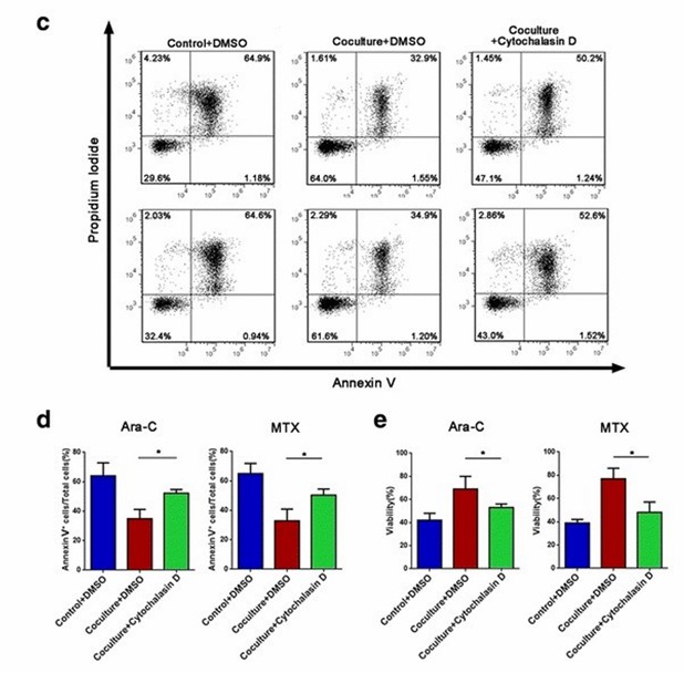 Jurkat cells transfer mitochondria to MSCs when exposed to ara-C or MTX. (Wang J, et al., 2018)