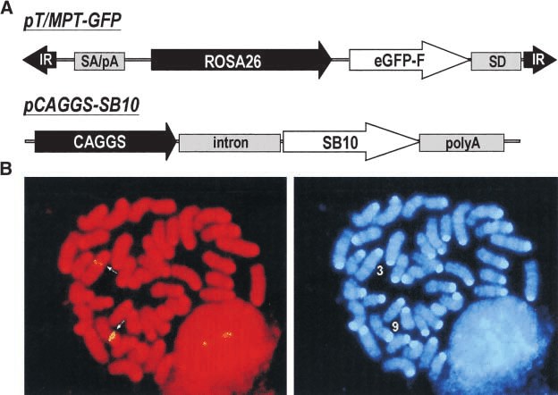 Transgene constructs and FISH mapping of transgene insertions.