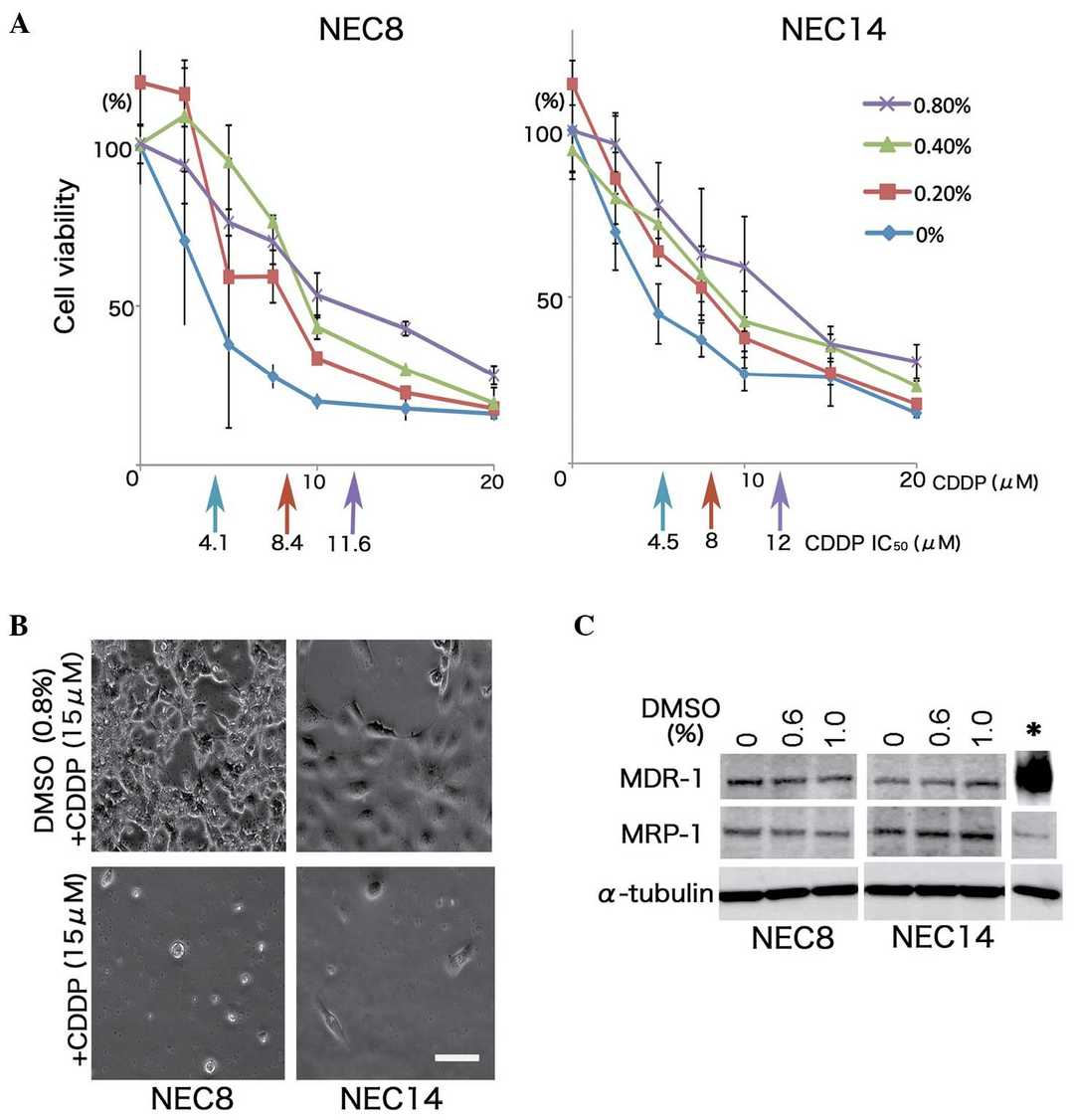DMSO enhances resistance to CDDP without induction of MDR-1 or MRP-1 in human embryonic carcinoma cells.