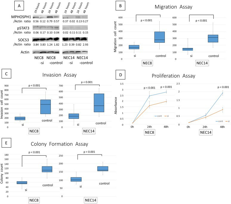 The efficacy of MPHOSPH1 knockdown using siRNA.