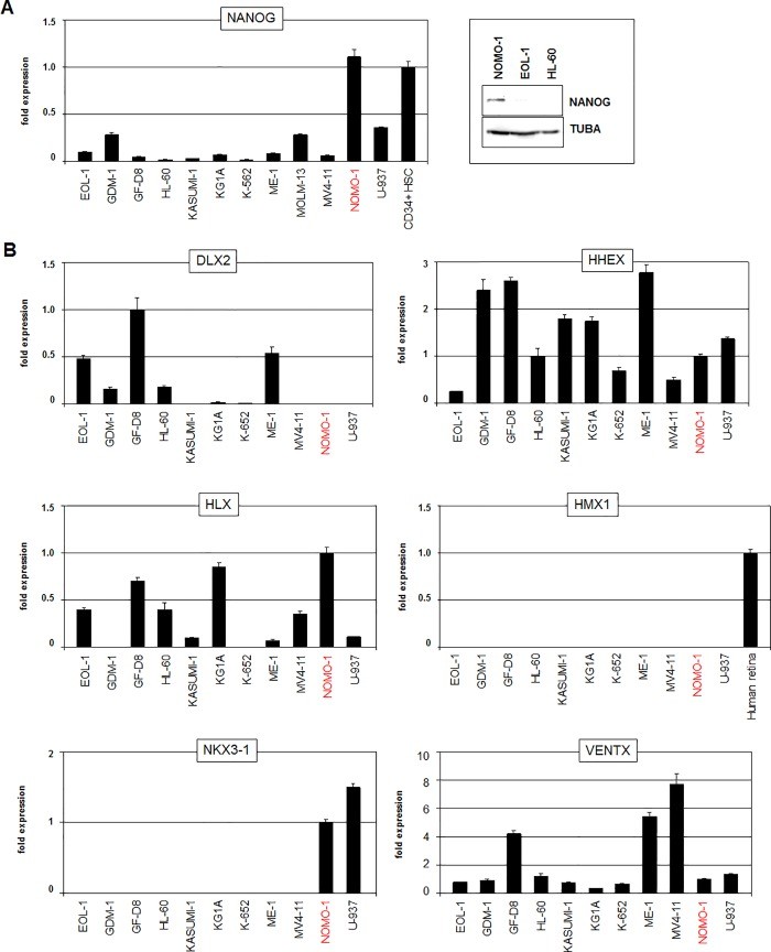 Fig. 1 NKL homeobox gene expression in NOMO-1 cell lines. (Nagel S, et al., 2019)