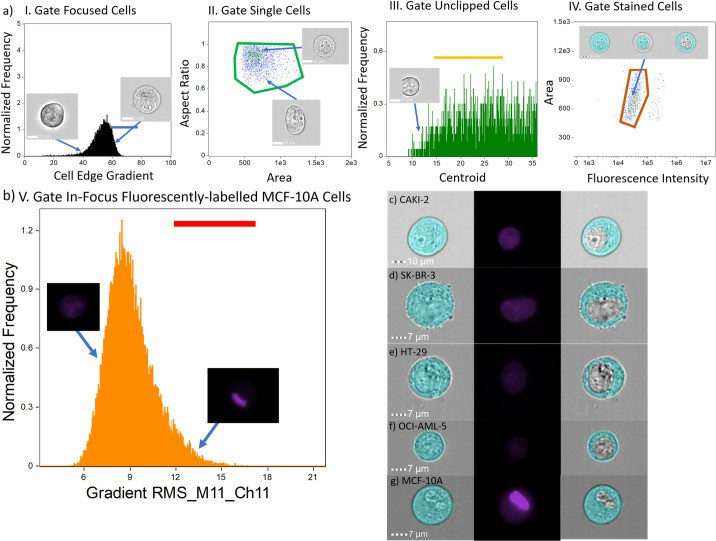IFC analysis workflow and representative cells.