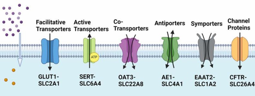 Major SLC-transporters expressed in the plasma membrane facilitate the movement of substrates across cell membranes.
