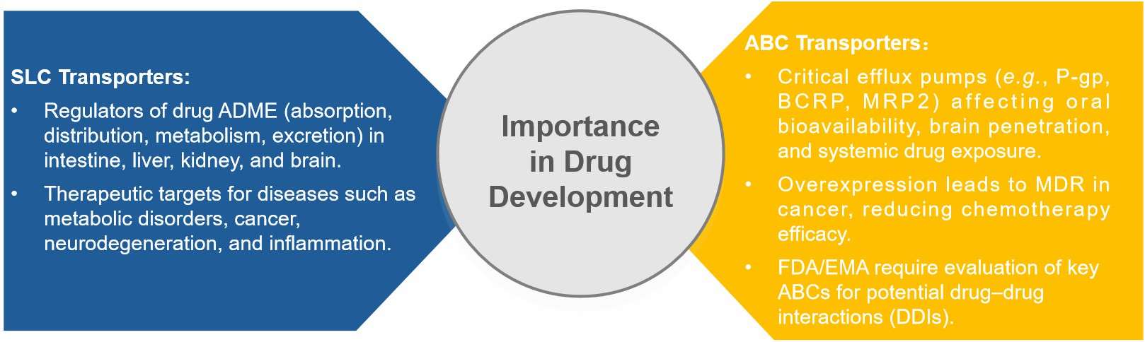 The importance of Solute Carrier (SLC) family and ATP-Binding Cassette (ABC) family in drug development.