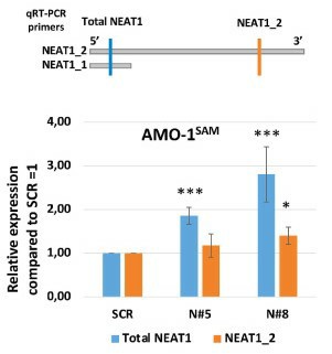 Analyses of total NEAT1 and NEAT1_2 expression levels in NEAT1-transactivated AMO cell lines. (Taiana E, et al., 2023)