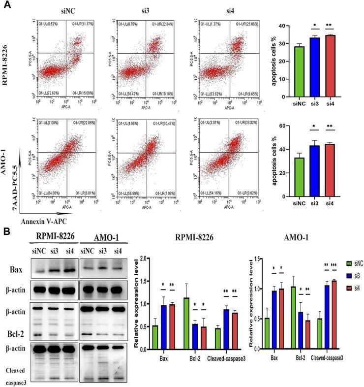 Knockdown of LAMP5 in MM cell lines (RPMI-8226, AMO-1) promotes apoptosis. (Chen Y and Ma T, 2023)
