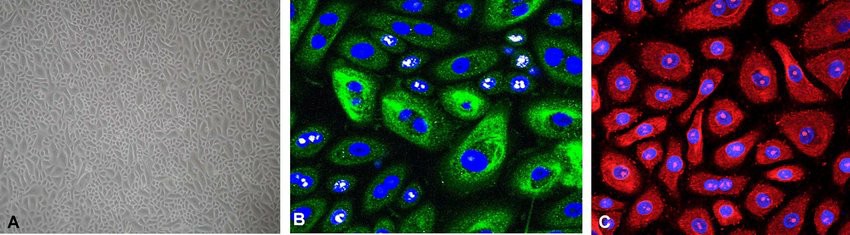 Characterization of normal HEC cells during expansion in a monolayer culture.
