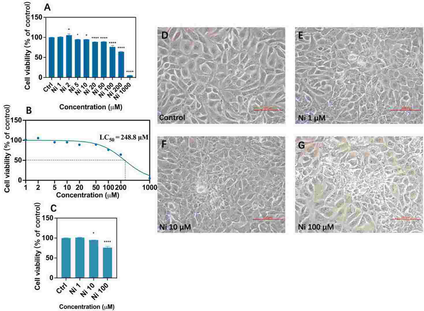 Cell viability after Ni exposure (A, C) and LC50 calculated by nonlinear fitting after logarithmic conversion of concentration after Ni exposure (B) and morphological changes of HCE cells by inverted microscope (TS-100, Nikon, Tokyo, Japan) at 200× magnification (D-G) after exposure to Ni for 24 h.