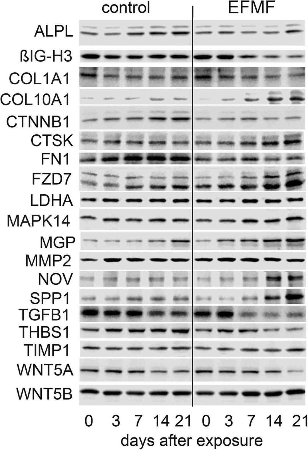Time-course analysis of protein expression in hOBs following EFMF treatment.