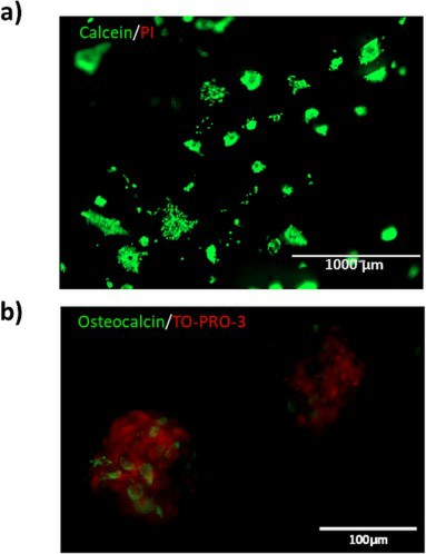Cell viability and osteocalcin immunofluorescence in HOB cells after a seven-day culture period.
