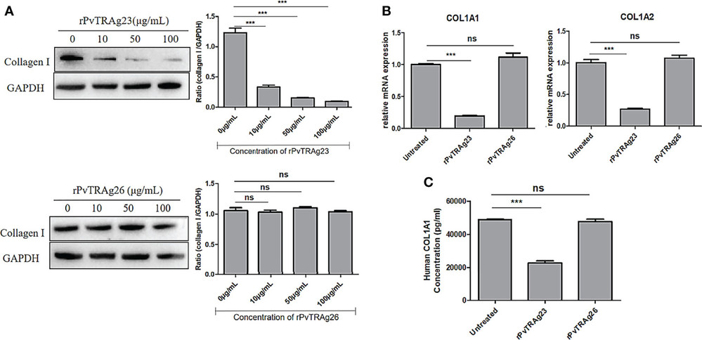 The amount of collagen I produced by HSFs following stimulation with recombinant proteins.