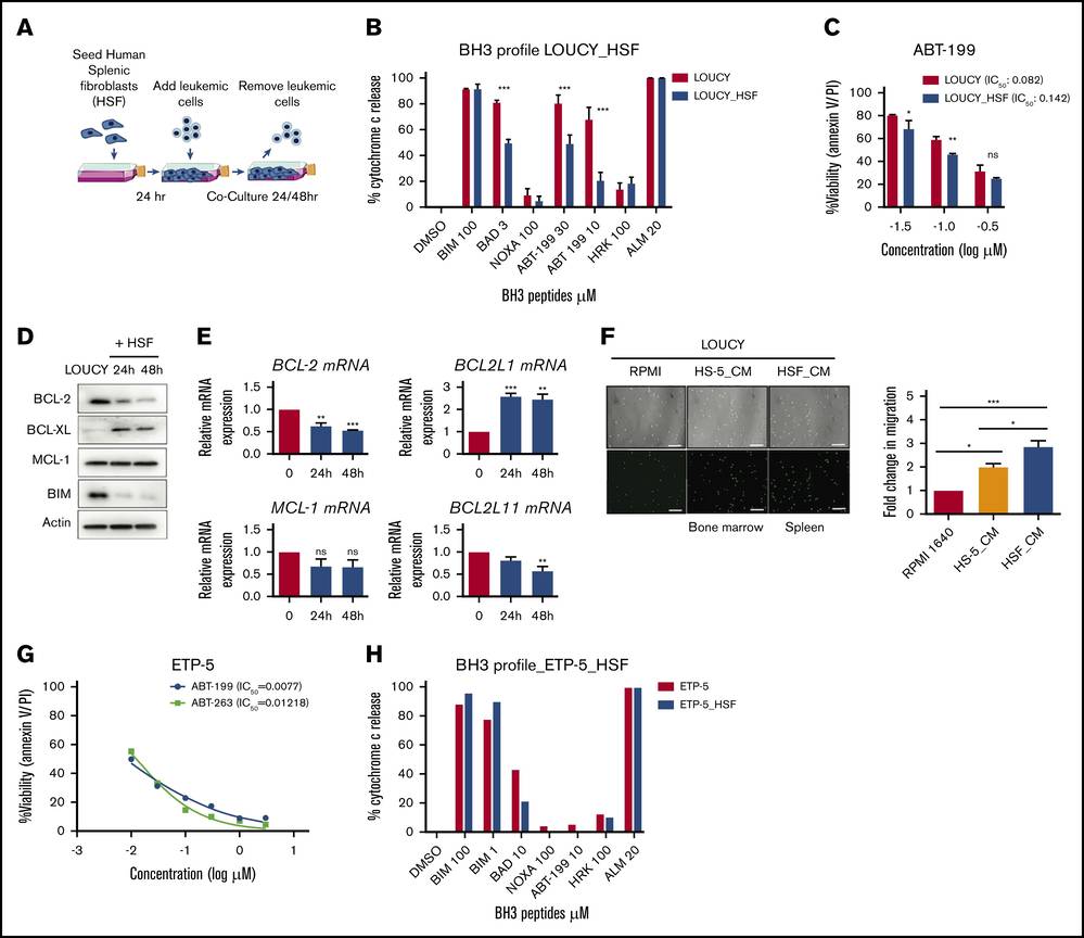 In vitro, human splenic fibroblasts decrease the reliance on BCL-2 in ETP-ALL. 