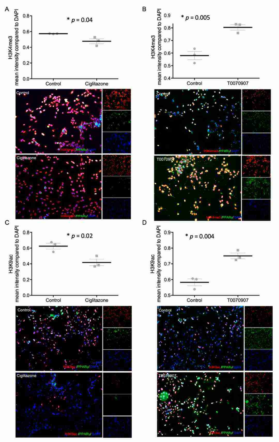 Staining outcomes for the histone modifications H3K4me3 (A,B) and H3K9ac (C,D), as well as PPARγ, following incubation with 20 mM Ciglitazone (A,C) and T0070907 (B,D).