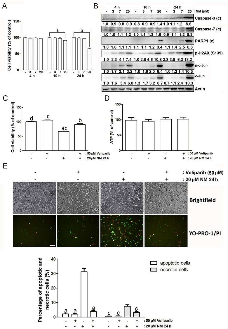 Impact of PARP1 inhibitor on cell death induced by NM exposure.