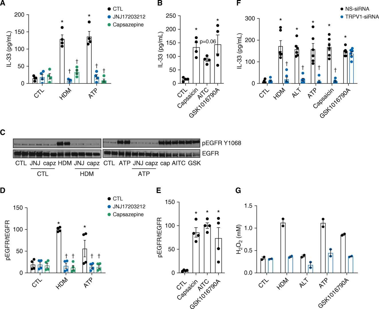 Role of TRPV1 in innate epithelial reactions triggered by allergens.
