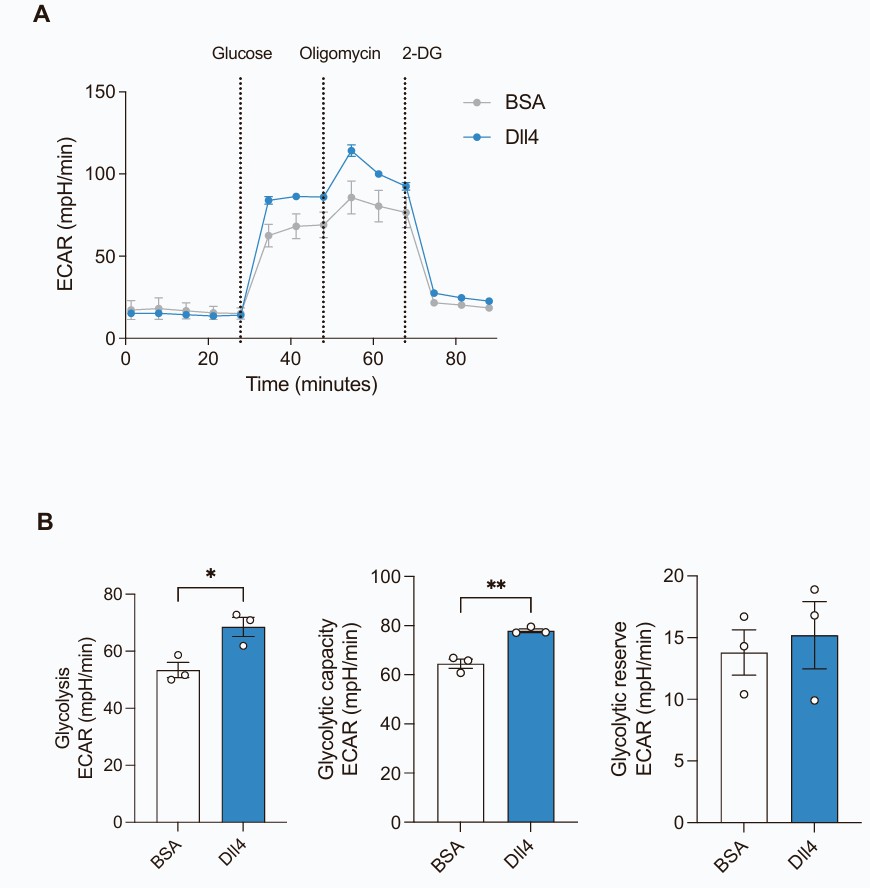 Notch activation enhances glycolysis in cEND cells.