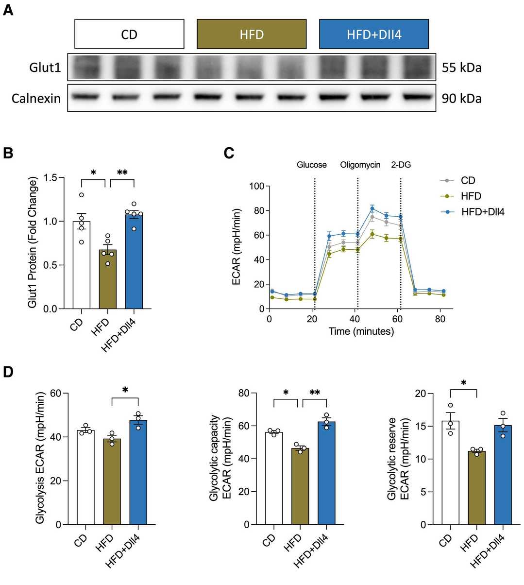 Notch signaling modulates Glut1 expression in vitro.