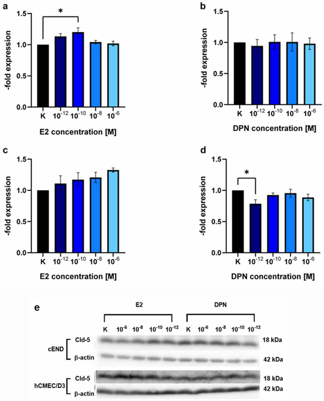 Western blot analysis reveals the concentration-dependent induction of claudin-5 (Cld-5) expression by E2 and DPN. Endothelial cell lines cEND and hCMEC/D3 were treated with E2 or DPN at concentrations of 10−12, 10−10, 10−8, and 10−6 M for 24 hours.