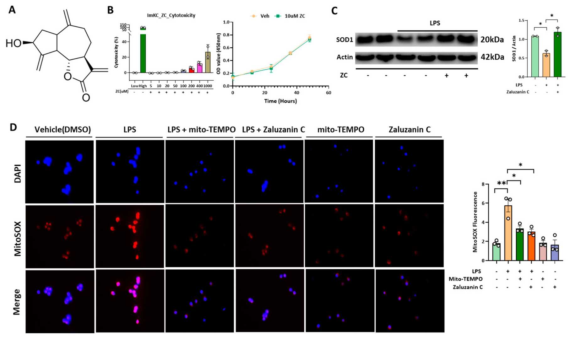 ZC inhibits LPS-induced ROS in ImKC.