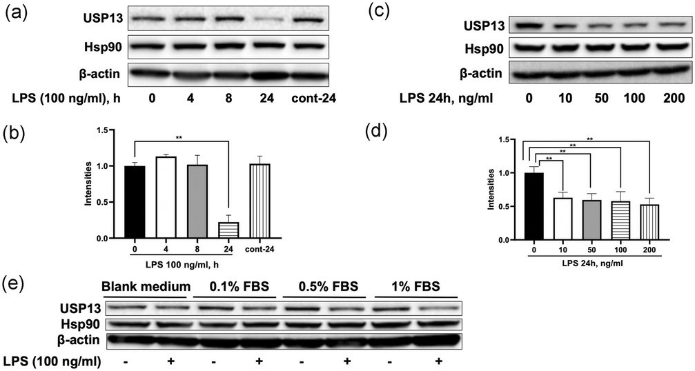 LPS reduces USP13 levels in ImKCs.