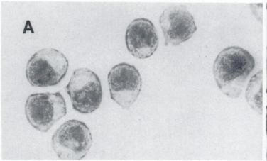 Light Microscopy of P388 Cells.