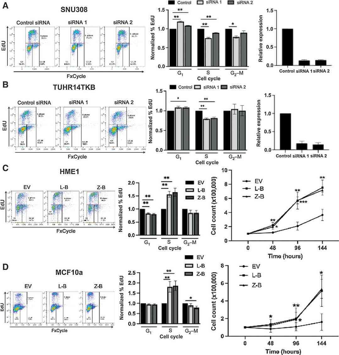 BCAR4 gene fusions impact cell cycle and proliferation in TUHR14TKB cells.