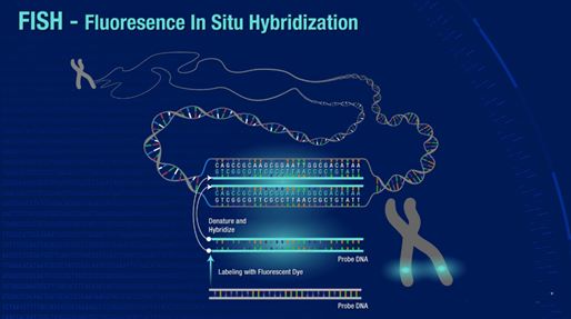 What Is the Use of FISH in Solid Tumors?