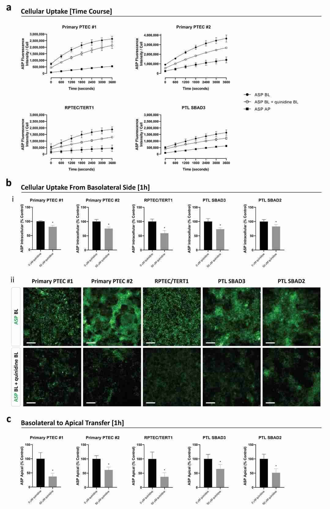 Uptake and transfer of the fluorescent substrate ASP in transwell-cultured primary PTEC, RPTEC/TERT1, and PTL cells.
